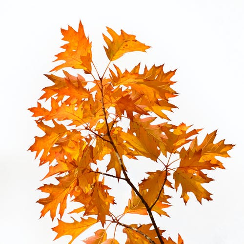 五年級童話寓言作文小熊拔牙