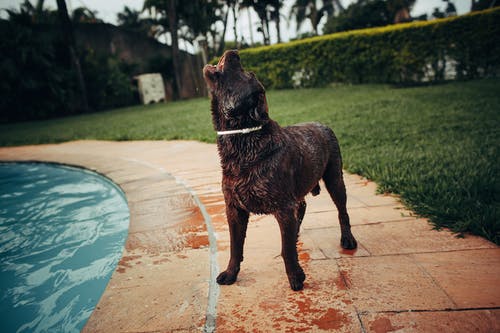 五年級日記雞蛋的啟示