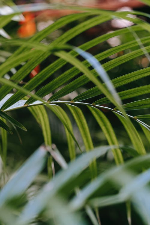 葉落凌沐雪小四月小說(shuō)殺手之王無(wú)錯(cuò)版在線閱讀 葉落凌沐雪小四月小說(shuō)殺手之王無(wú)錯(cuò)版在線閱讀