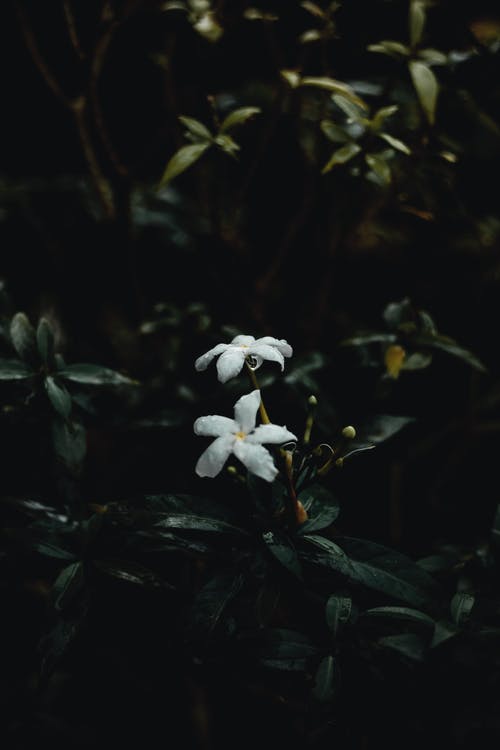 心情經(jīng)典語錄 心情經(jīng)典語錄