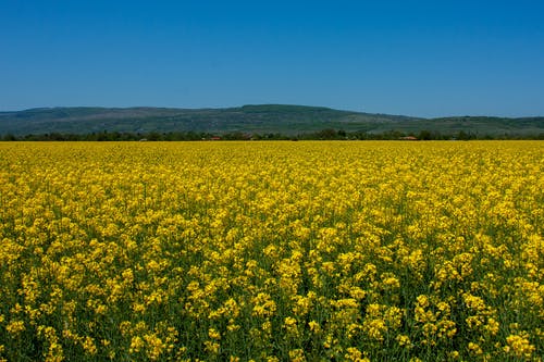 《徐悲鴻勵(lì)志學(xué)畫(huà)》的教學(xué)后記 《徐悲鴻勵(lì)志學(xué)畫(huà)》的教學(xué)后記