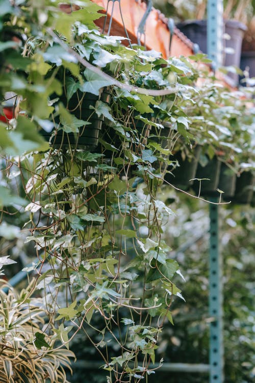 2020年清明祝福語大合集37句 2020年清明祝福語大合集37句