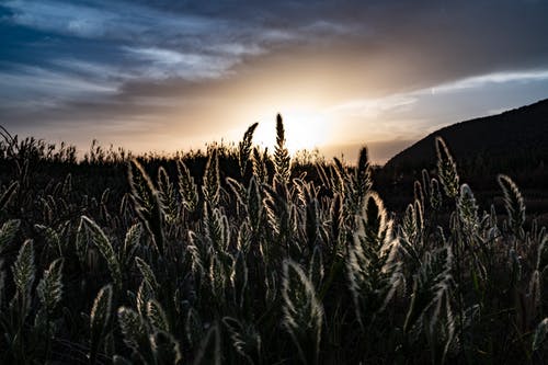 描寫(xiě)春景的詩(shī)句 描寫(xiě)春景的詩(shī)句