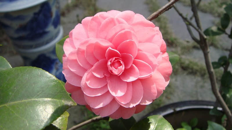 鼓勵(lì)自己的經(jīng)典說說（59條）