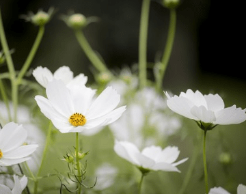 洋溢小幸福的經(jīng)典說說（66條）