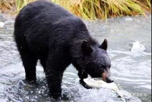 關(guān)于保護動物的基礎(chǔ)知識