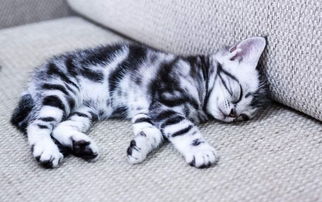 新手養(yǎng)奶貓基礎(chǔ)知識(shí)