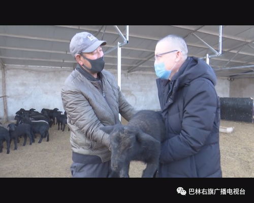 同期發(fā)情基礎(chǔ)知識