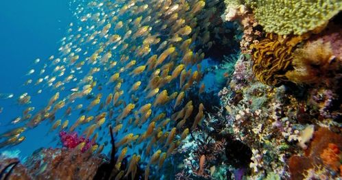 海洋動物基礎(chǔ)知識