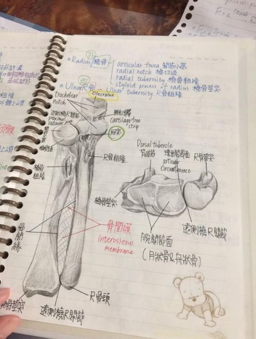 解剖基礎(chǔ)學(xué)重點(diǎn)知識(shí)點(diǎn)