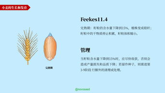 黃豆一號基礎知識