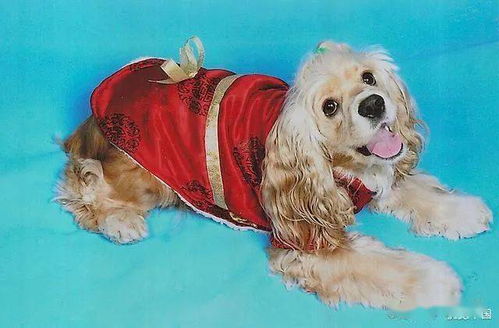 新手養(yǎng)狗基礎(chǔ)知識金毛