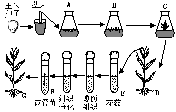 玉米育種的基礎(chǔ)知識