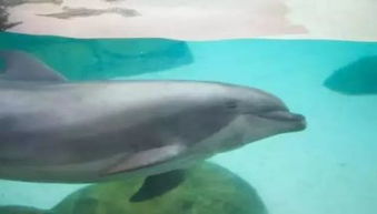 基礎(chǔ)知識,海洋,動物