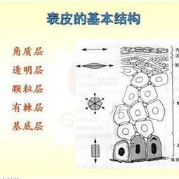 皮膚學(xué)基礎(chǔ)理論知識
