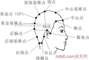頭部點(diǎn)線面基礎(chǔ)知識,頭部點(diǎn)線面基礎(chǔ)知識,頭部21個點(diǎn)線面基礎(chǔ)知識