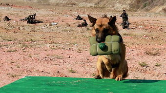 關(guān)于軍犬基礎(chǔ)知識(shí)題庫(kù)