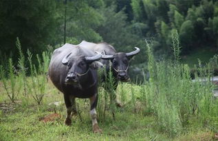 音樂基礎(chǔ)知識(shí)水牛