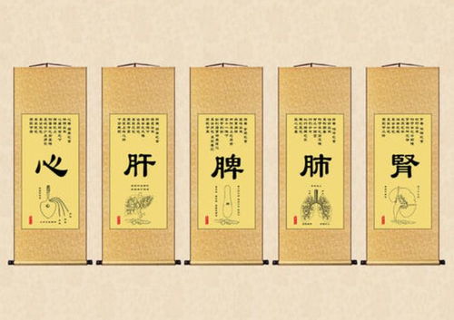 中醫(yī)基礎(chǔ)知識之藏象學(xué)說之五臟