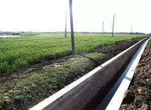 水稻,高產(chǎn),基礎(chǔ)知識(shí)