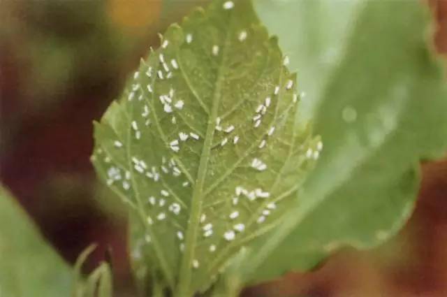 作物中微量元素基礎知識