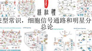 細胞信號通路名詞解釋,細胞信號通路圖,細胞自噬信號通路
