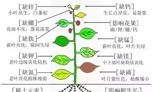 基礎(chǔ)知識(shí),植物,兒童