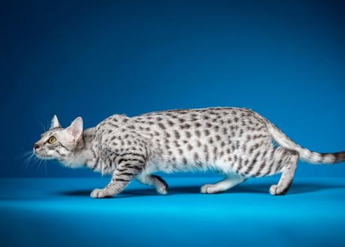 貓和動(dòng)物笑談基礎(chǔ)知識(shí)