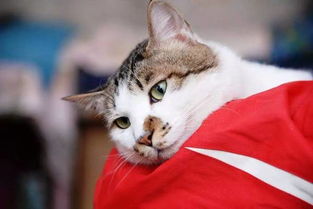 貓咪的基礎(chǔ)知識(shí)