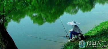 釣魚的基礎(chǔ)知識(shí),釣魚新手入門基礎(chǔ)知識(shí),釣魚基礎(chǔ)知識(shí)實(shí)用大全