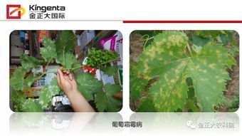 病蟲害,作物,基礎(chǔ)知識