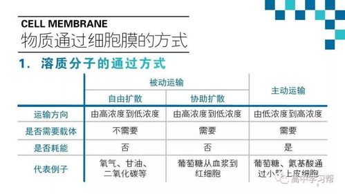 高中生物基礎(chǔ)知識(shí)的重要性