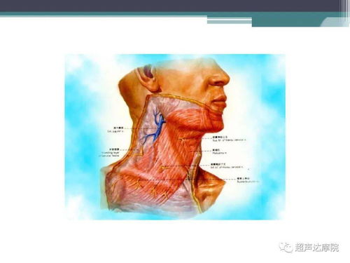 腹部彩超基礎知識