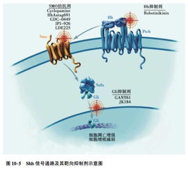 細胞信號通路基礎知識