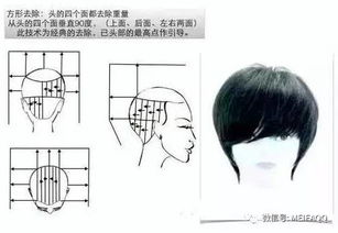 沙宣美發(fā)基礎(chǔ)理論知識九個