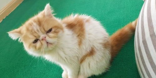 貓咪,基礎(chǔ)知識(shí)